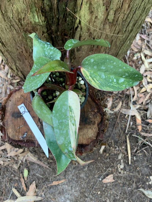 Philodendron Strawberry shake 2