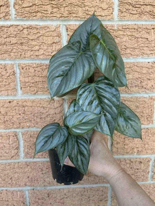 CLEARANCE Philodendron Sodiroi