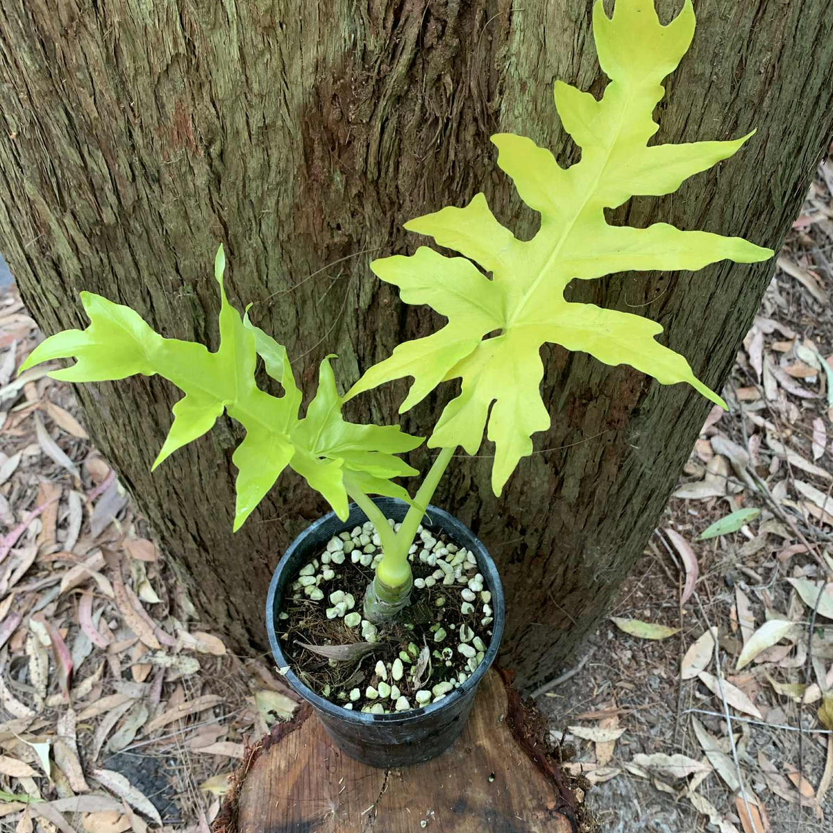 philodendron warszewiczii 'aurea flavum' Philodendron Warscewiczii GOLD "Aurea Flavum" — Nursery 2 U