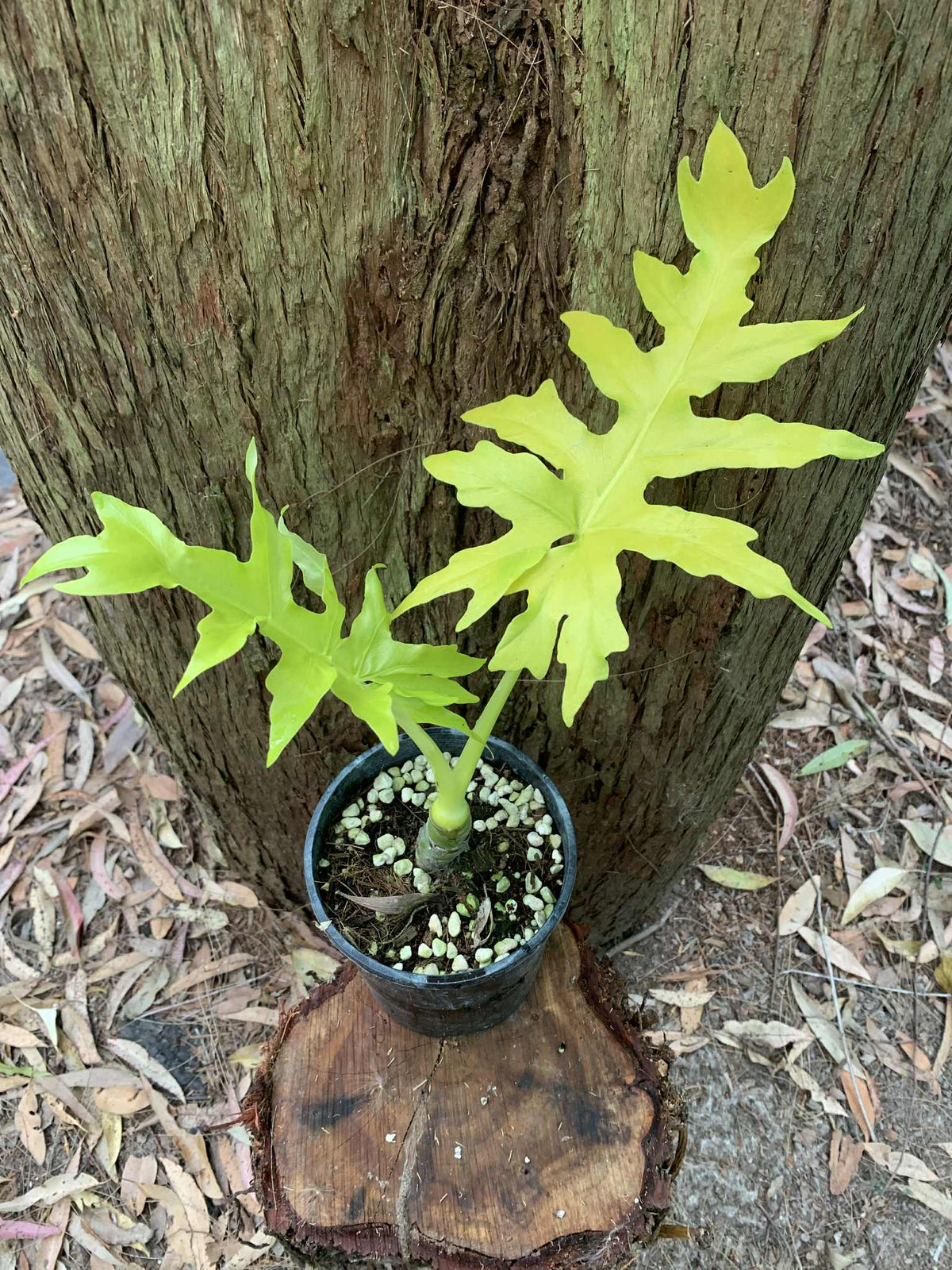 Philodendron Warscewiczii GOLD 