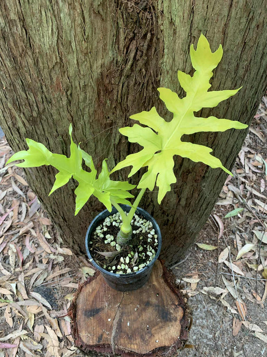 philodendron warscewiczii golden Philodendron Warscewiczii GOLD "Aurea Flavum" — Nursery 2 U