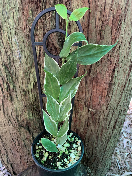 Hoya Polyneura Albo Marginata