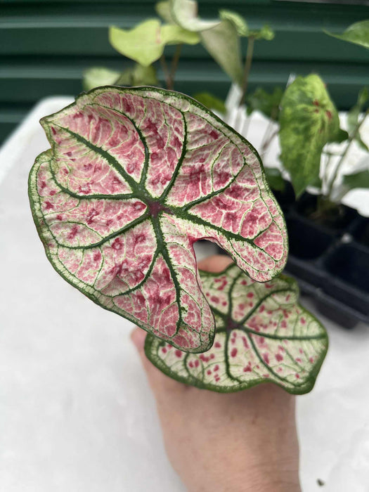 Caladium Splash of Wine