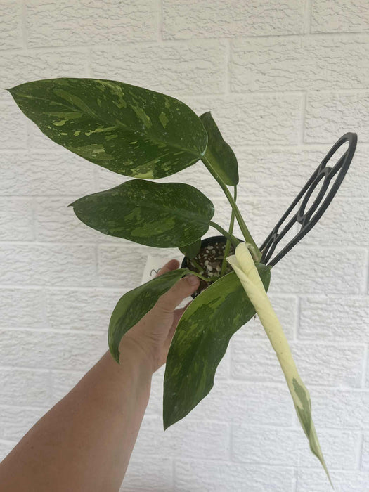 Philodendron Jose Buono 3