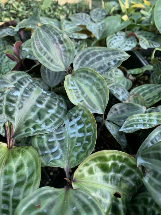 Jungle Box - Choose Plants
