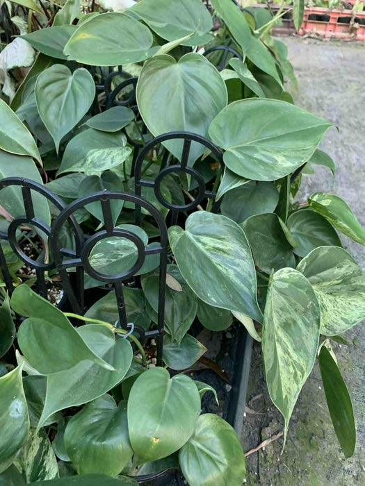 Jungle Box - Choose Plants