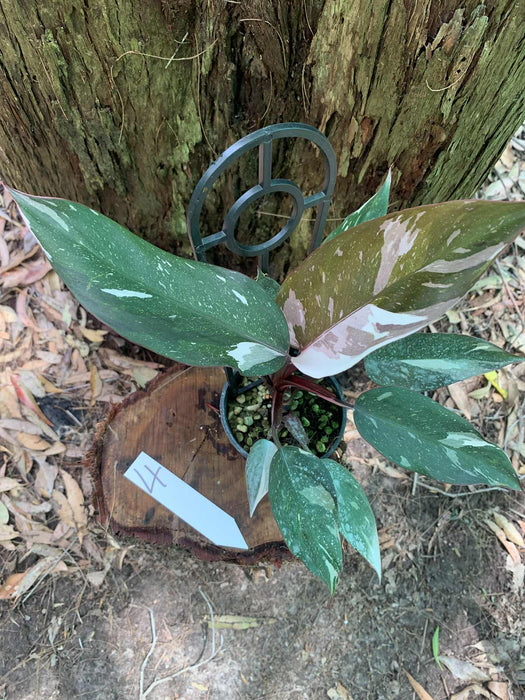 Philodendron Red Anderson Variegated #4