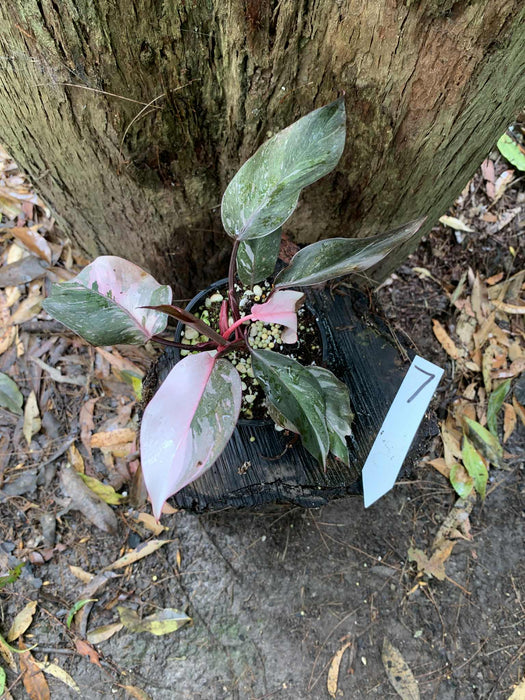 Philodendron Pink Princess Multi-listing