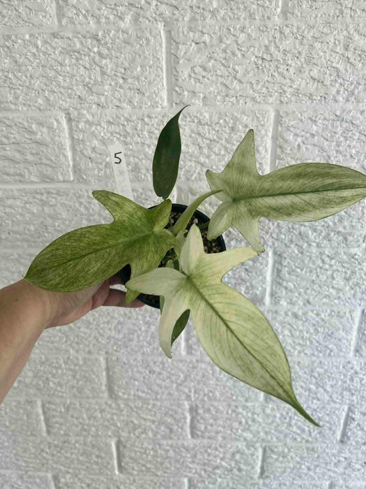 Philodendron Florida Ghost Multi-listing