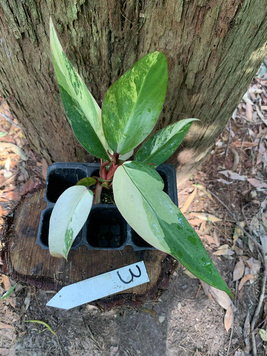Philodendron Strawberry shake 3