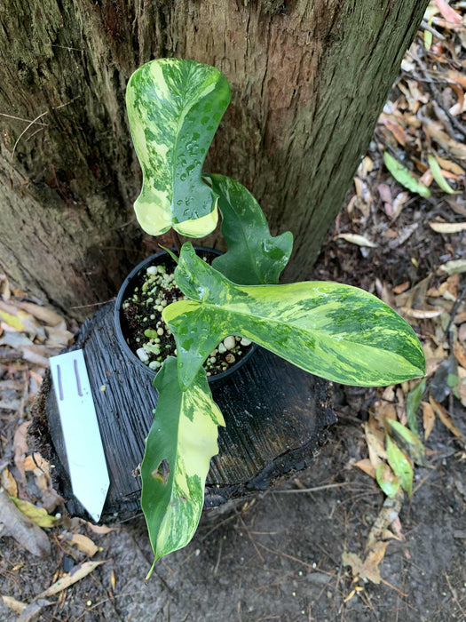 Philodendron Florida Beauty Variegated Multi-listing