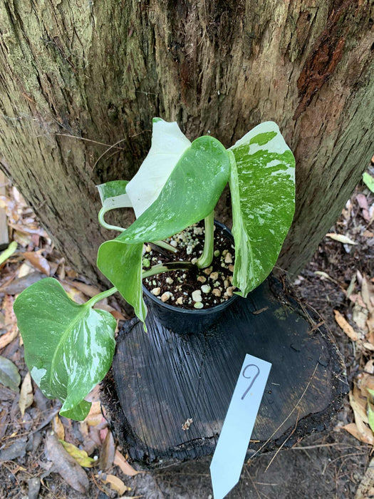 Monstera Albo Borsigiana Multi-listing