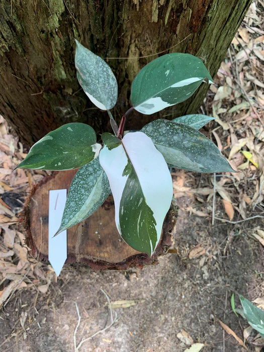 Philodendron Red Anderson Variegated #1