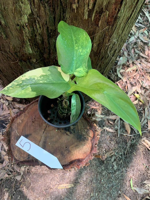 Philodendron Domesticum Multi-Plant Listing