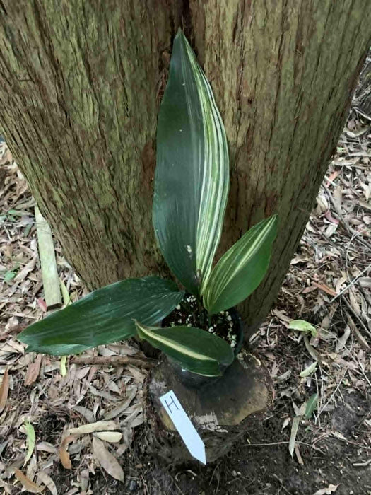 Aspidistra Variegated Cast Iron Plant Multi-listing