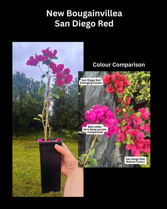 Bougainvillea San Diego Red