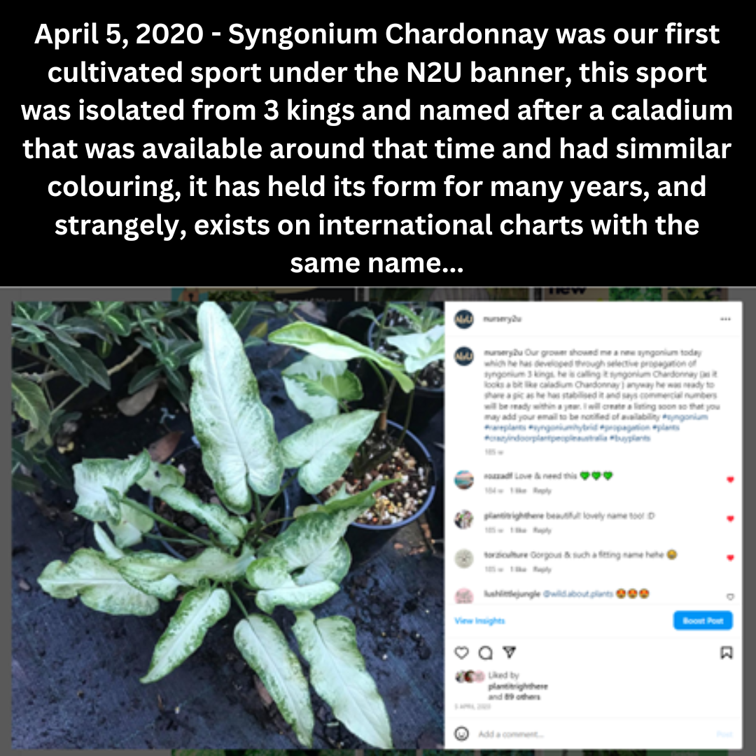 syngonium chardonnay
