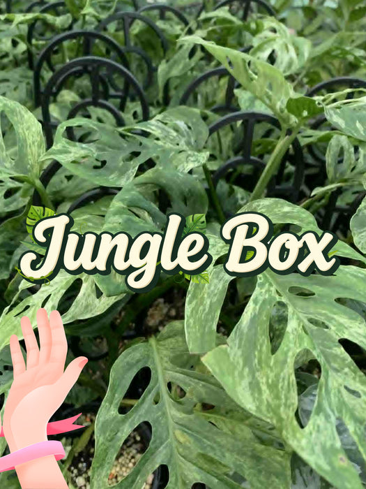 BYOB build your own box or surprise choice available