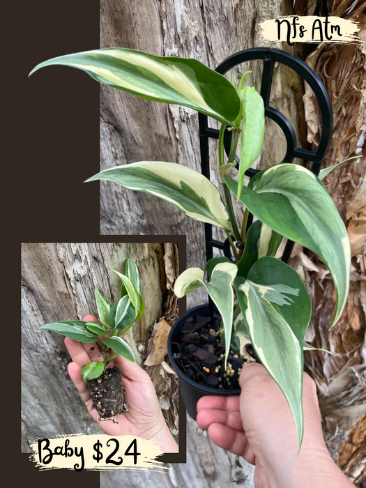 rio sport philodendron Philodendron Rio * — Nursery 2 U