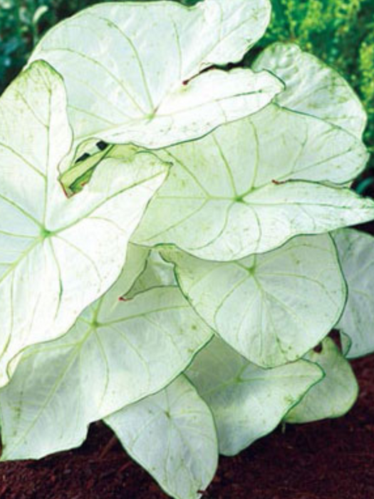 Caladium Moonlight Corms/Bulbs