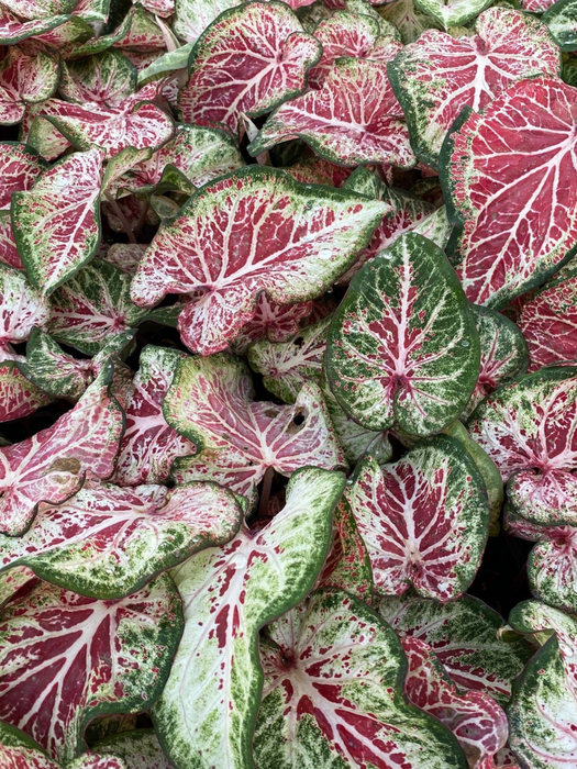 Caladium Peppermint Corms/Bulbs