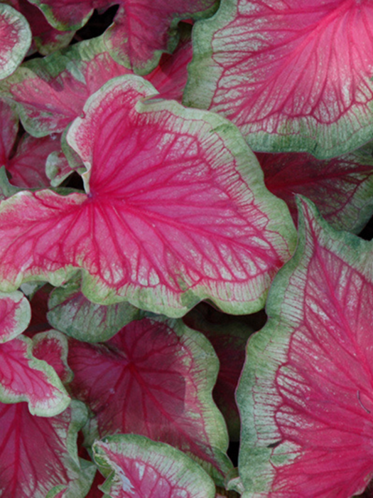 Caladium Tiki Torch Corms/Bulbs