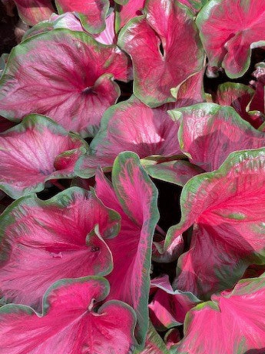 Caladium Red Glamour Corms/Bulbs