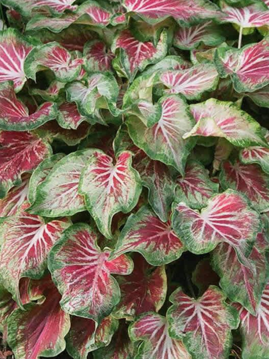 Caladium Starburst Corms/Bulbs