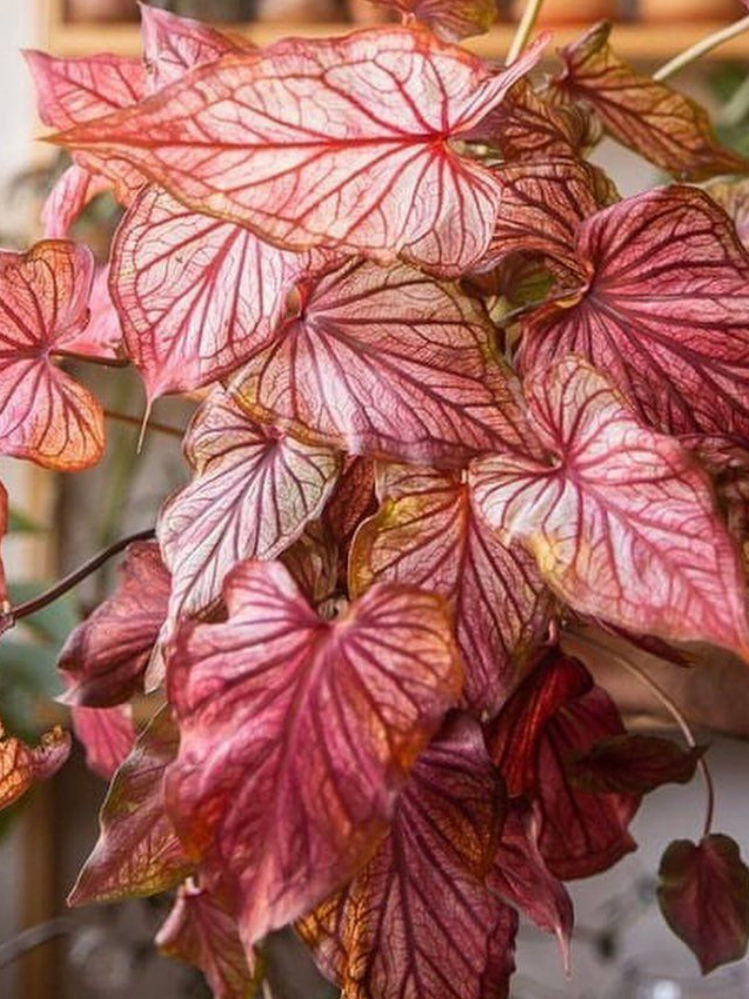 Caladiums | Caladium Plants Online Australia — Nursery 2 U