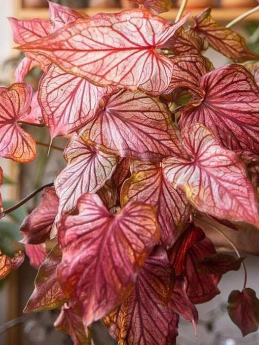 Caladium Desert Sunset Corms/Bulbs