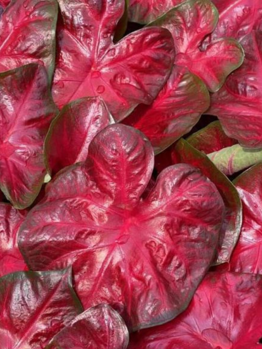 Caladium Hot Flash Corms/Bulbs