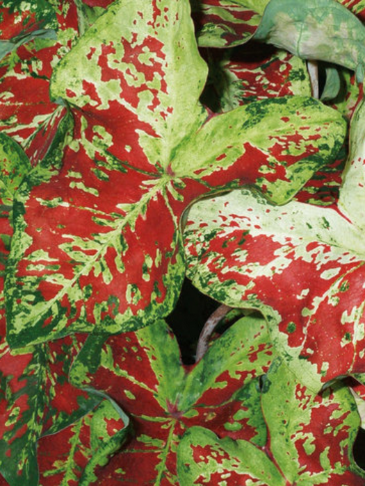 Caladium Mesmerized Corms/Bulbs