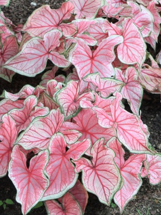 caladium corms bulbs