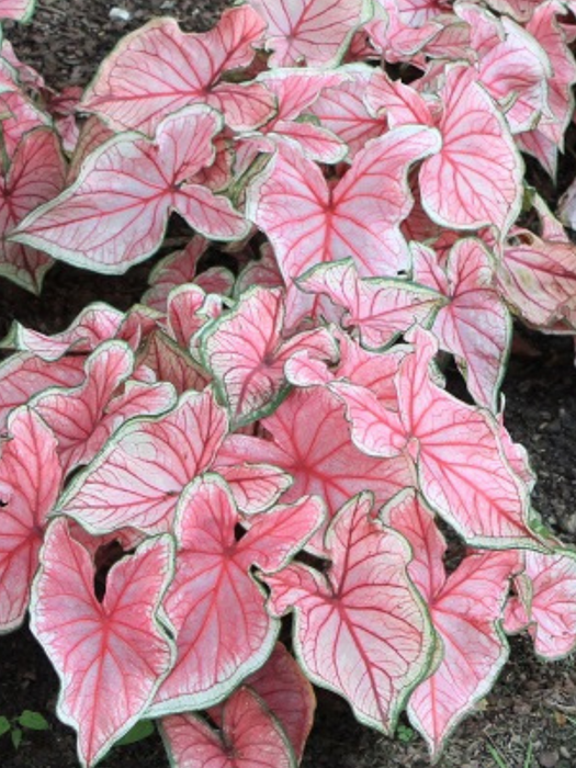 caladium corms bulbs