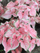 caladium corms bulbs