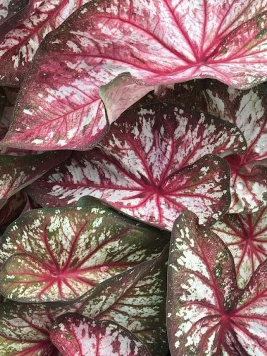 Caladium Xplosion Corms/Bulbs