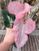 caladium corms bulbs