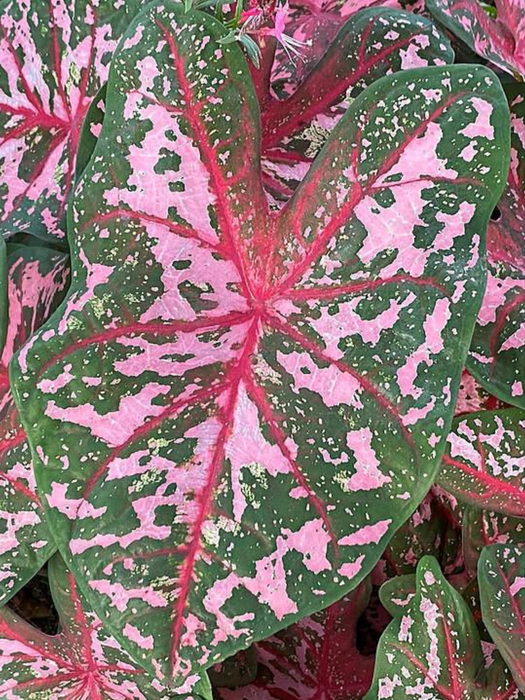 Caladium Carolyn Whorton Corms/Bulbs