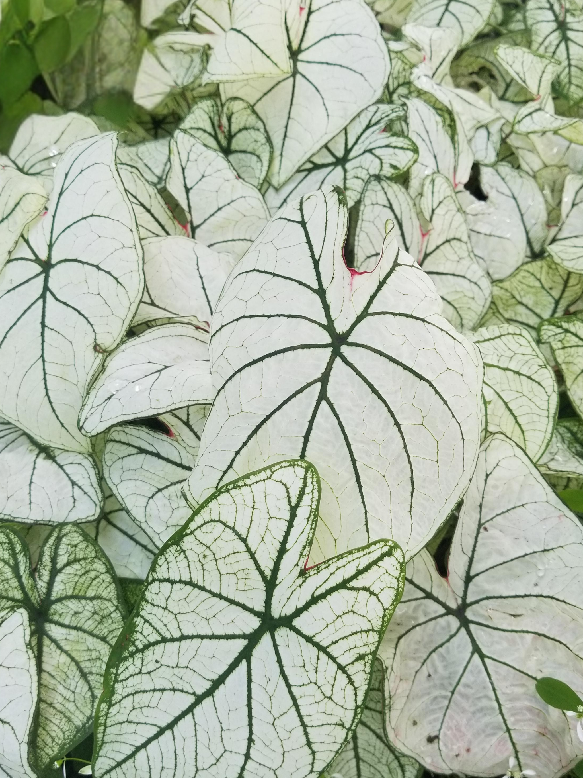 Caladium Corms Example Caladiums | Caladium Plants Online Australia — Nursery 2 U