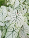 caladium corms bulbs