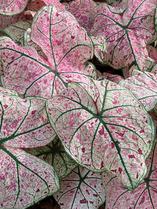 Caladium Splash of Wine Corms/Bulbs