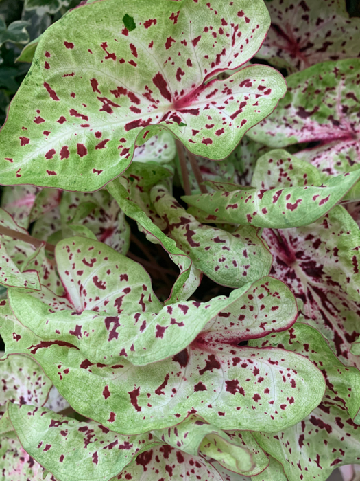 Caladium Miss Muffet Corms/Bulbs