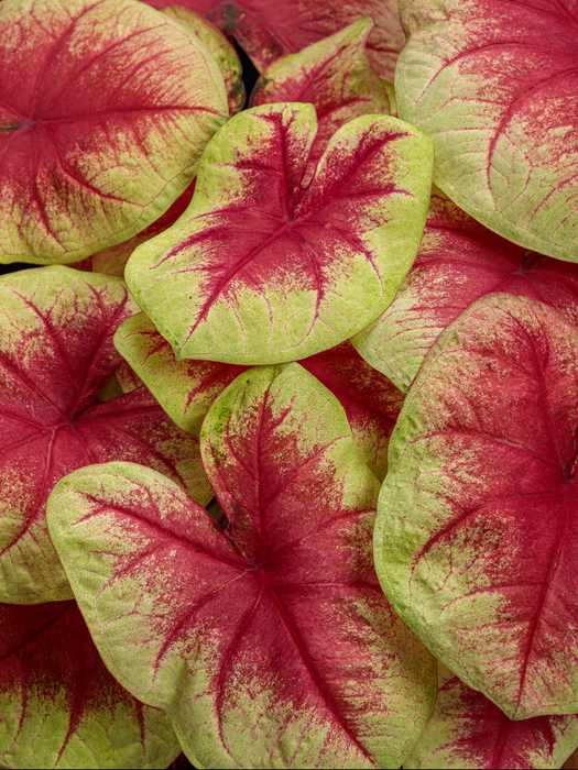 Caladium Lemon Blush Corms/Bulbs