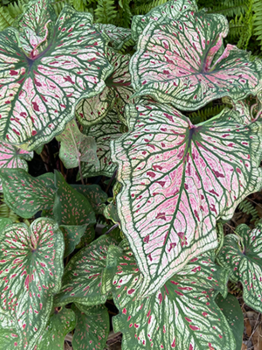 Caladium Spicy Lizard Corms/Bulbs