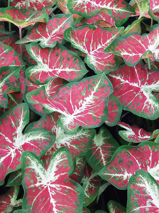 Caladium Dawn to Dusk