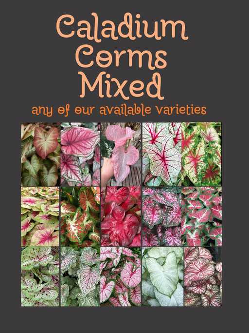 caladium corms bulbs