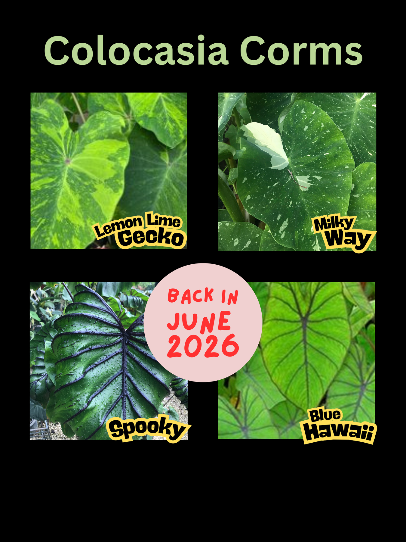 Colocasia