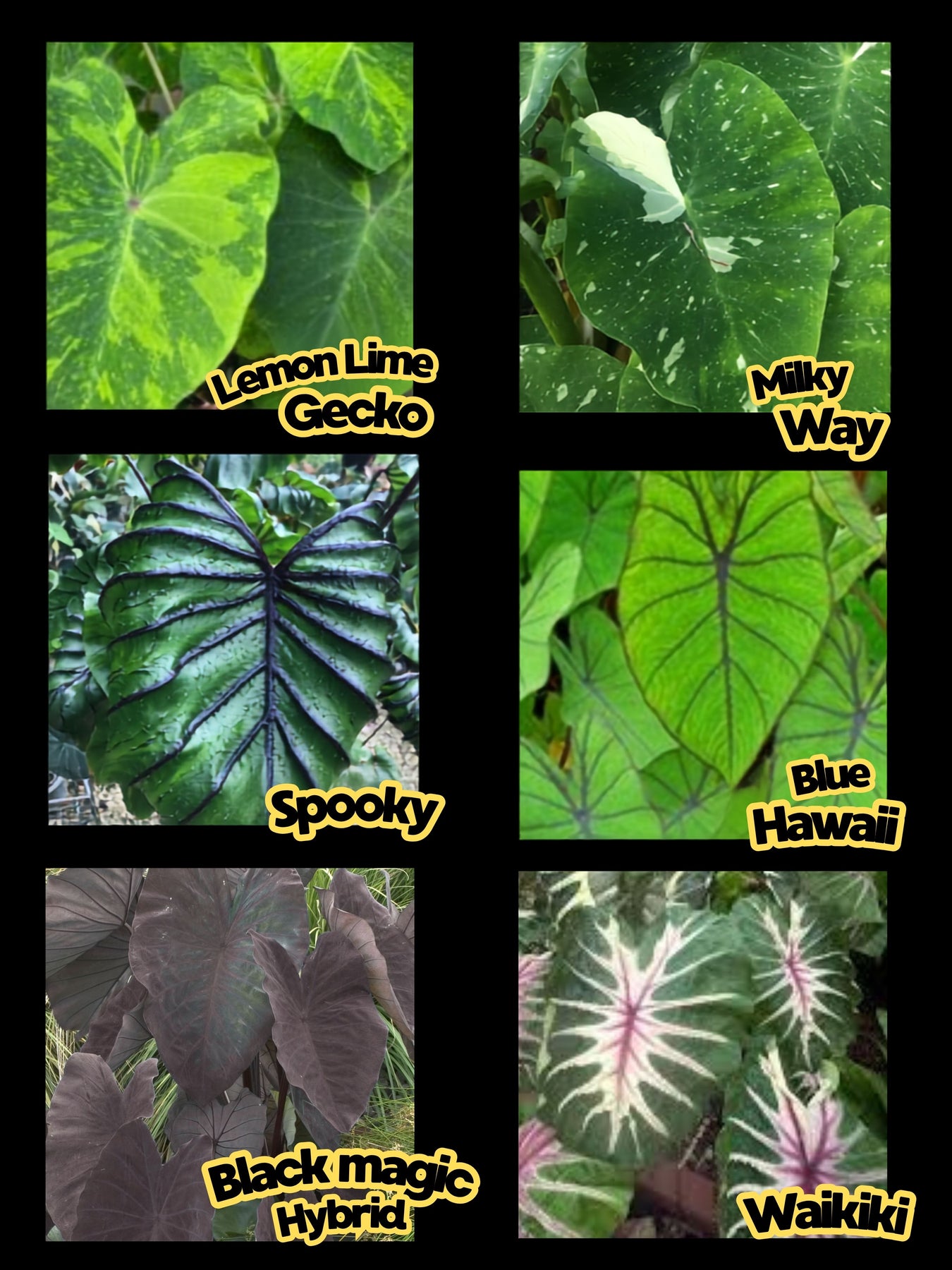 Colocasia