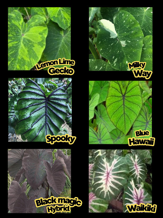 Colocasia Semi dried Corms - Multi-listing