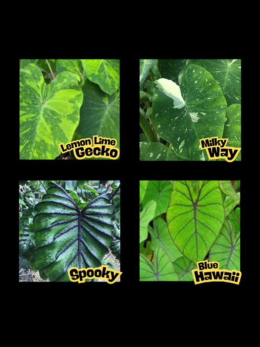 Colocasia Semi dried Corms - Multi-listing